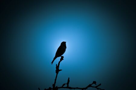 A beautiful dark silhouette of a small singing bird against the blue sky in the evening. Clean, monochromatic look.の写真素材