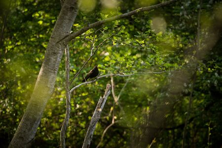 A beautiful blackbird in the spring, getting ready for nesting season. Wild birds in a spring scenery.の写真素材