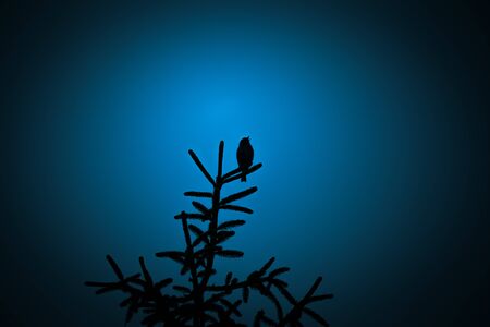 A beautiful dark silhouette of a small singing bird against the blue sky in the evening. Clean,...