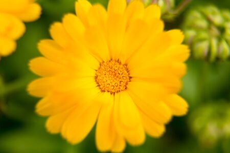 A beautiful flowers blooming in the summer garden. Backyard scenery of fresh flowers.の写真素材