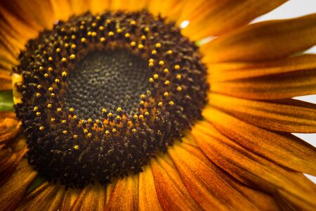 A beautiful flowers blooming in the summer garden. Backyard scenery of fresh flowers.の写真素材