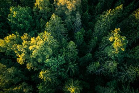 A beautiful view from the above to the forest in summer morning. Aero photography of the wild woods.の写真素材