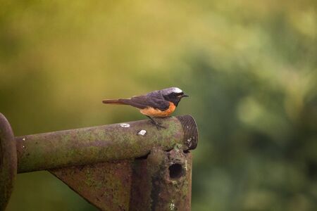 A beautiful redstart male sitting on an artificial structure in a backyard in spring. Garden scenery during the nesting season.の写真素材