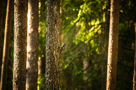 A beautiful, colorful woodpecker feeding in the pine forest. Natural scenery in the woods.の写真素材