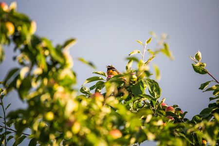 A beautiful male redstart sitting in an apple tree in a late summer. Wild bird getting ready for nesting in a backyard.の写真素材