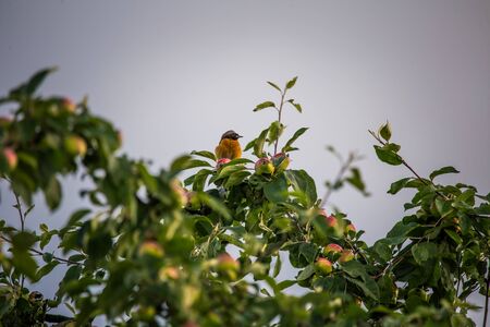 A beautiful male redstart sitting in an apple tree in a late summer. Wild bird getting ready for nesting in a backyard.の写真素材