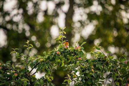 A beautiful male redstart sitting in an apple tree in a late summer. Wild bird getting ready for nesting in a backyard.の写真素材