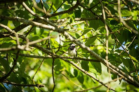 A beautiful whit wagtail in the spring. A bird sitting in a backyard with trees in the background.