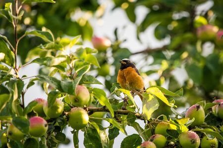 A beautiful male redstart sitting in an apple tree in a late summer. Wild bird getting ready for...