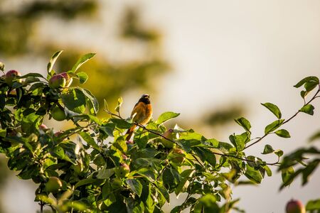 A beautiful male redstart sitting in an apple tree in a late summer. Wild bird getting ready for nesting in a backyard.の写真素材