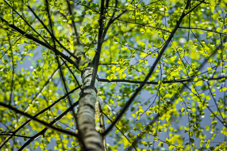 A beautiful, fresh green birch tree leaves in the spring day. Spring seasonal scenery.の写真素材