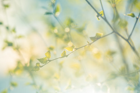 A beautiful, fresh green birch tree leaves in the spring day. Spring seasonal scenery.