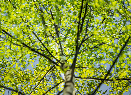 A beautiful, fresh green birch tree leaves in the spring day. Spring seasonal scenery.