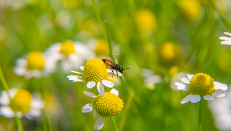 A beautiful, scented fresh chamomile growing in the garden. Shallow deapth of field photo. Vegan, herbal tea.の写真素材