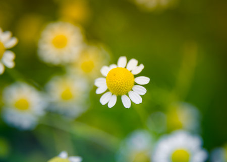 A beautiful, scented fresh chamomile growing in the garden. Shallow deapth of field photo. Vegan, herbal tea.の写真素材