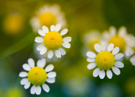 A beautiful, scented fresh chamomile growing in the garden. Shallow deapth of field photo. Vegan, herbal tea.の写真素材