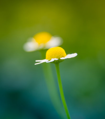 A beautiful, scented fresh chamomile growing in the garden. Shallow deapth of field photo. Vegan, herbal tea.の写真素材