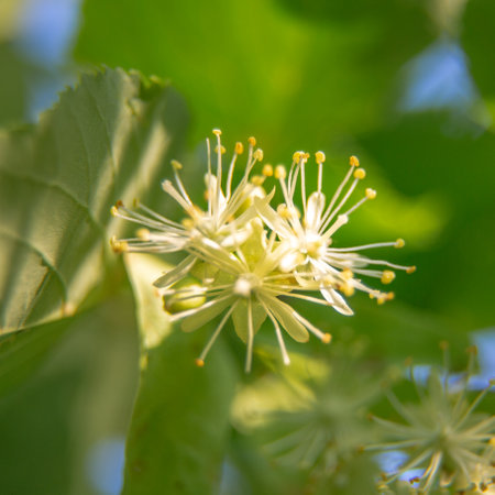 Beautiful linden tree blossoms in the summer. Medicinal, herbal, vegan, organic tea.の写真素材