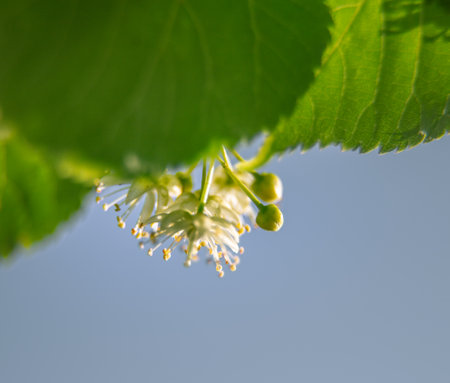 Beautiful linden tree blossoms in the summer. Medicinal, herbal, vegan, organic tea.の写真素材