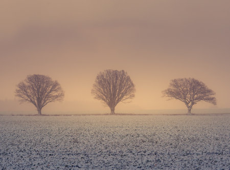 A misty lanscape with a snowfall during the sunrise. Rural lanscape of snowstorm in the morning. Misty, obscured look of the sunrise view through the falling snow.の写真素材