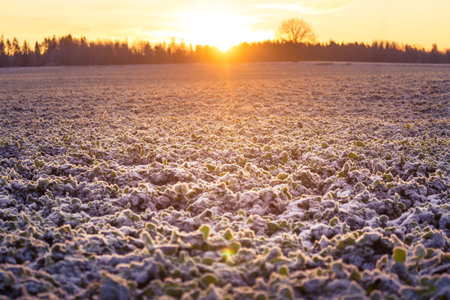 A morning landscape of snow covered grain fields in the Northern Europe. First snow on the agricultural field. Bright morning scenery during the sunrise.の写真素材