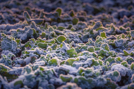 A morning landscape of snow covered grain fields in the Northern Europe. First snow on the agricultural field. Bright morning scenery during the sunrise.の写真素材