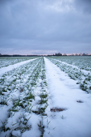 A morning landscape of snow covered grain fields in the Northern Europe. First snow on the agricultural field. Bright morning scenery during the sunrise.の写真素材