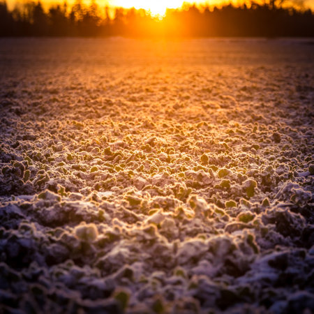 A morning landscape of snow covered grain fields in the Northern Europe. First snow on the agricultural field. Bright morning scenery during the sunrise.の写真素材