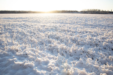 A morning landscape of snow covered grain fields in the Northern Europe. First snow on the agricultural field. Bright morning scenery during the sunrise.の写真素材