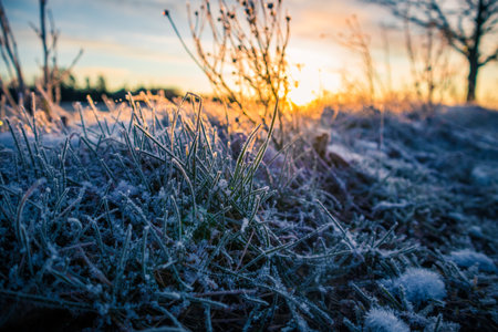 Brightly lit frozen, snow covered plants during the sunrise hour. Small winter svenery with a first snow in the morning. Roadside plants with snow during vibrant sunrise.の写真素材