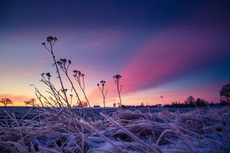 Brightly lit frozen, snow covered plants during the sunrise hour. Small winter svenery with a first snow in the morning. Roadside plants with snow during vibrant sunrise.の写真素材