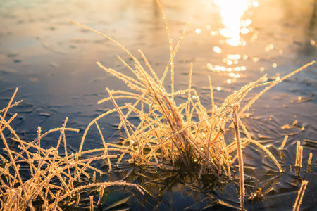 Beautiful winter scenery with a small plants frozen in the pond. Ice surface and snow covered...