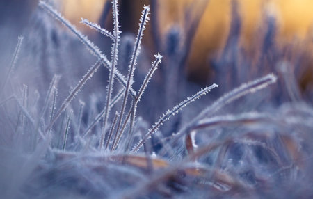 Beautiful winter morning scenery with snow covered plants. First snow and frost during the sunrise. Winter lanscape in Northern Europe.の写真素材
