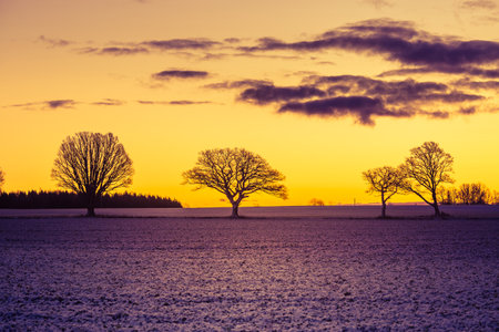 A beautiful group of bare oak trees near the horizon. Early winter landscape during the sunrise. Tree silhouettes against the colorful dawn sky.の写真素材