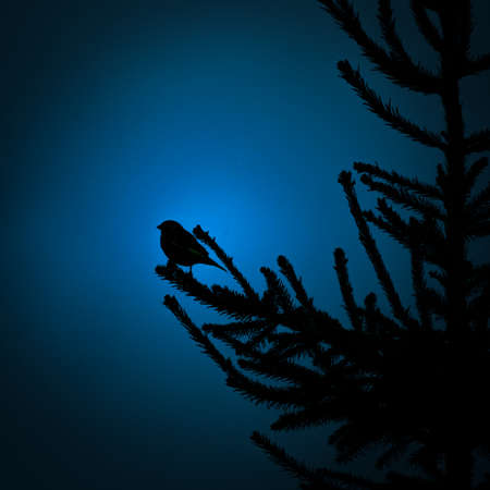 A beautiful bird silhouette against the sky. Springtime scenery with birds of Northern Europe.の写真素材