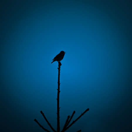 A beautiful bird silhouette against the sky. Springtime scenery with birds of Northern Europe.の写真素材