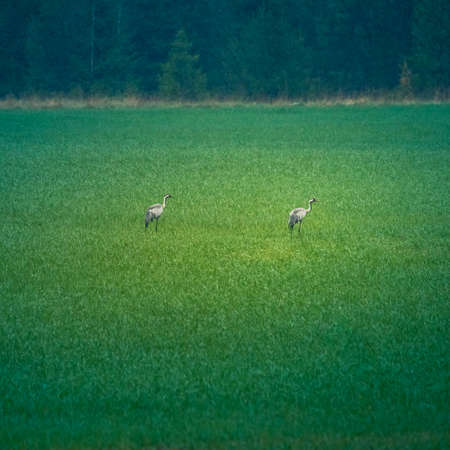 Beautiful gray cranes in the field during the spring rain. Natural spring scenery with birds of Northern Europe.の写真素材