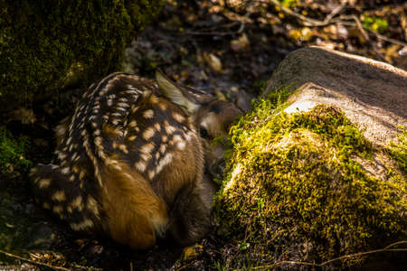 A baby deer fawn hiding on the forest ground. Wild deer child in the natural habitat of Northern Europe.の写真素材