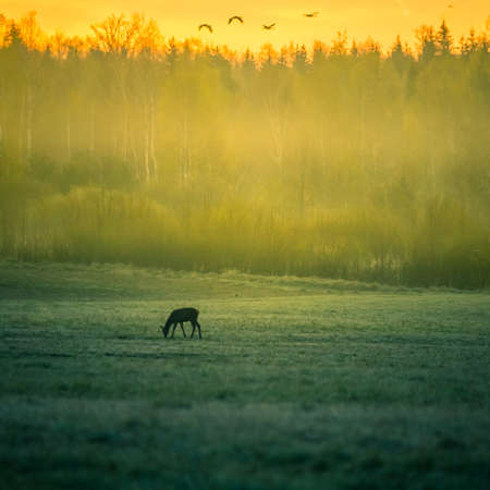 A beautiful misty morning with wild red deer herd grazing in the meadow. Springtime sunrise scenery with wild animals in Northern Europe.の写真素材
