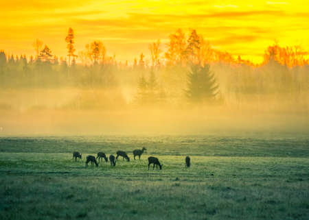 A beautiful misty morning with wild red deer herd grazing in the meadow. Springtime sunrise scenery with wild animals in Northern Europe.の写真素材