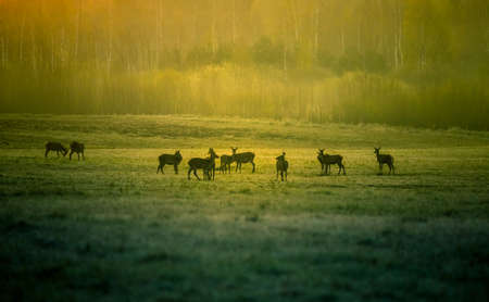 A beautiful misty morning with wild red deer herd grazing in the meadow. Springtime sunrise scenery with wild animals in Northern Europe.の写真素材