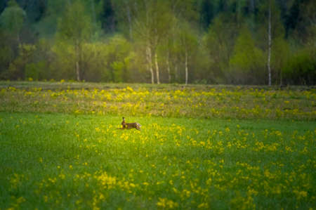 A beautiful brown hare in the spring meadow. Springtime scenery with local animals in natural habitat in Northern Europe.の写真素材