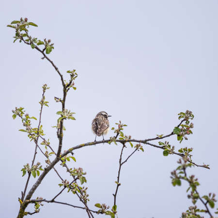 A beautiful common redstart in the sping orchard. Springtime scenery with singing bird in Northern Europe.の写真素材