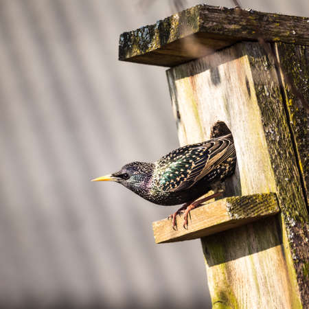 A beautiful common starling nesting in the garden. Starling singing and nesting in the spring. Beautiful spring scenery with a bird.の写真素材