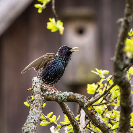 A beautiful common starling nesting in the garden. Starling singing and nesting in the spring. Beautiful spring scenery with a bird.の写真素材