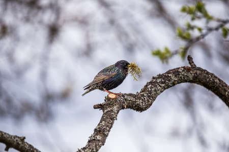 A beautiful common starling nesting in the garden. Starling singing and nesting in the spring. Beautiful spring scenery with a bird.の写真素材