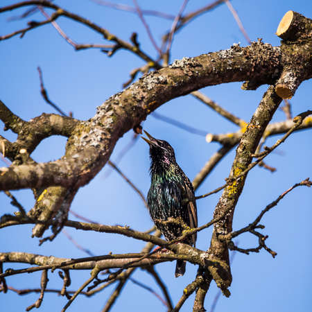 A beautiful common starling nesting in the garden. Starling singing and nesting in the spring. Beautiful spring scenery with a bird.の写真素材