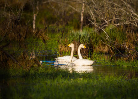 A beautiful family of wild whooper swand in wetlands. Adult birds with cygnets swimming in water. Beautiful springtime scenery with cygnus cygnus family.の写真素材