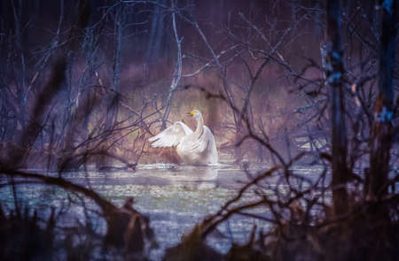 Beautiful white whooper swans swimming in wetlands in natural wild habitat. Spring scenery with bird. Cygnus cygnus during nesting season.の写真素材