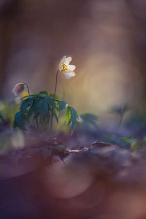 Beautiful white wood anemone flowers on a forest ground. Shallow depth of field, wide negative space. Anemone nemorosa in natural habitat in Northern Europe.の写真素材